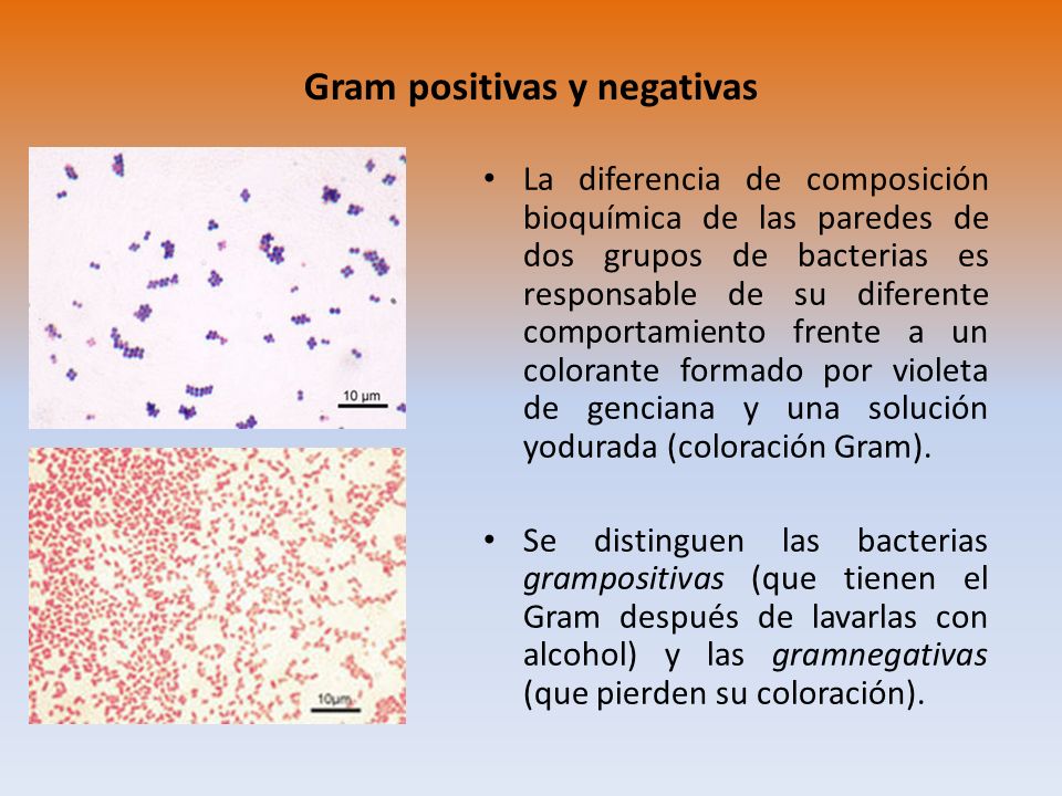 diferencia entre bacterias grampositivas y bacterias gramnegativas